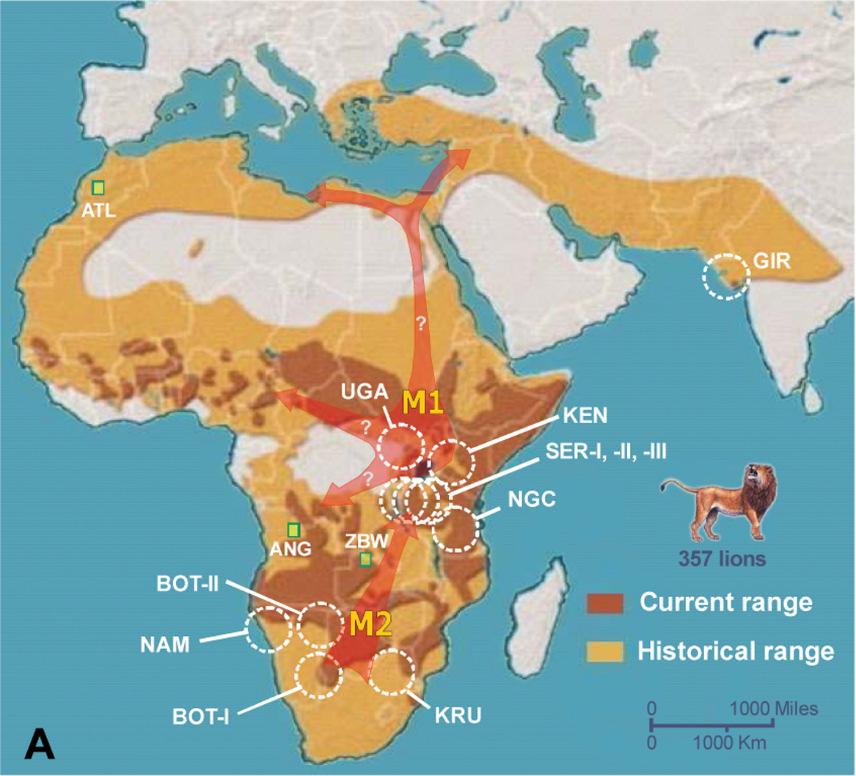 Lion fossils trace to the Late Pliocene in Eastern Africa and the Early Pleistocene in Eastern and Southern Africa coincident with the flourishing of grasslands approximately 2 1.5 MYA.