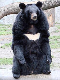 Himalayan Black Bear Human Interaction- Endangered due to the fact of the hunting and destruction of the forest.