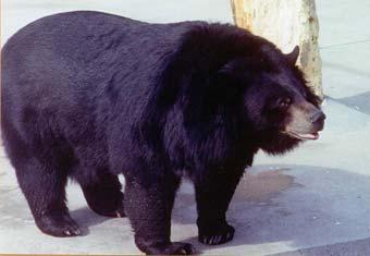 Locomotion- The Himalayan Black Bear is Quadra pedal.