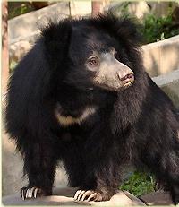) t o 3 1 0 p o u n d s ( i n h e a v y m a l e s ) Facts: Sloth bears can live up to 40 years in captivity but unknown in the wild Sloth bears nostrils can close, protecting the animals from dust or