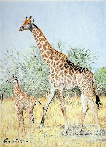 Giraffe, lives tend to live in dry, open wooded