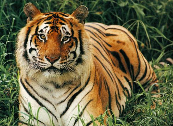 Bengal Tiger An endangered species is a population of an organism which is at risk of becoming