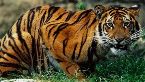 parameters. Tiger population: 4000 Panthera P.