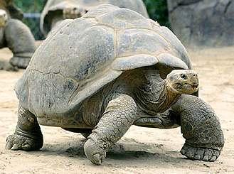 Giant Tortoise Geochelone nigra : Dipsochelys dussumieri The giant tortoise is an endangered animal and they are