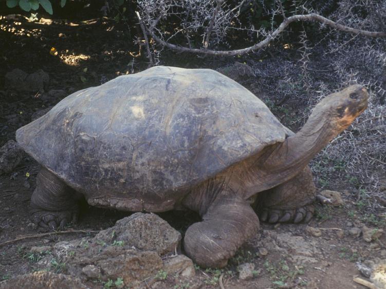 Tortoise FACTS: Giant tortoises can be found crammed together, often stacked on top of each other, beneath the