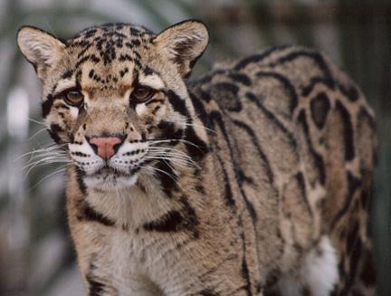 less than 20% of captivity clouded leopards have been great at