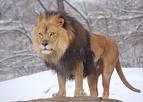African male lions can weigh up to 550 pounds while the females