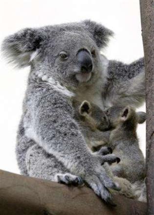Koala Threats Phascolarctos cinereus Koalas live in southern and eastern parts of Australia.