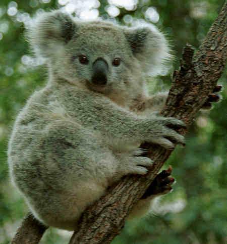 Lazy Day? A Koala seems to live a very simple life. A typical day consists of eating and sleeping.