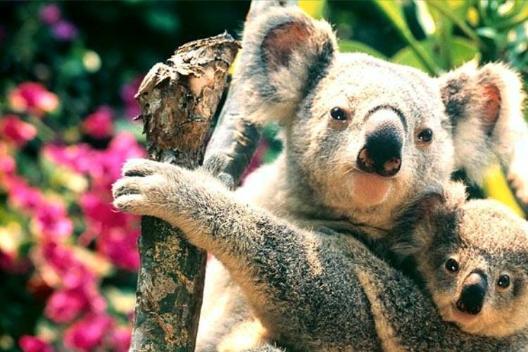 Humans are the Koala s greatest threat.