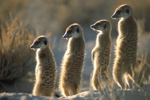 extinction Meerkats are only 12 inches