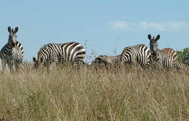 Grant s zebras Equus burchelli Zebra Facts It lives in Eastern Africa, roaming threw the grassy plains.