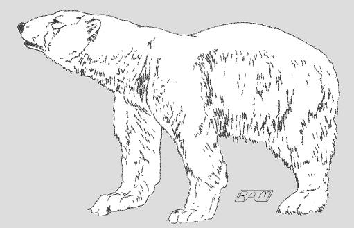 All About... Polar Bears Polar bears are large, powerful animals that live in the Arctic Circle, the icy cold area around the North Pole.
