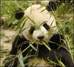 Panda Power in D.C. New panda exhibit opens at National Zoo The pandas in the nation's capital have a new home!