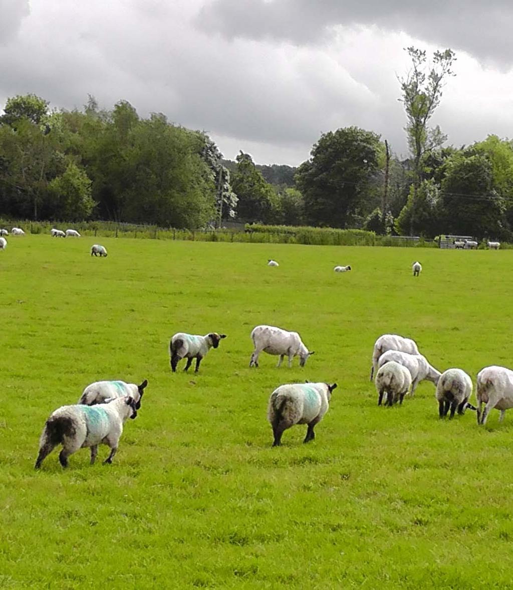 Should our UK sheep industry be restructured? Is increased sheep UK production expedient? fundamental importance of small ruminant production in resource-poor environments.