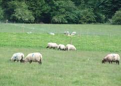 Advantages Allows sheep production