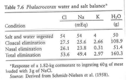 Ingestion of salty meal results in a net loss of water. Salt load eliminated through salt gland and kidney.