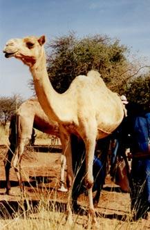 Camel Large body Poikilothermic Loss of sweat glands, thick fur