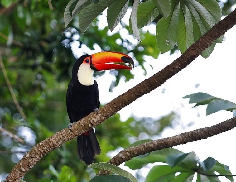 By Dmitri Allicock One of the images conjured up about the rainforest of Guyana is best exemplified by the colorful bill of the Toucan {Ramphastidae} and its Jurassic calls of a lost world.