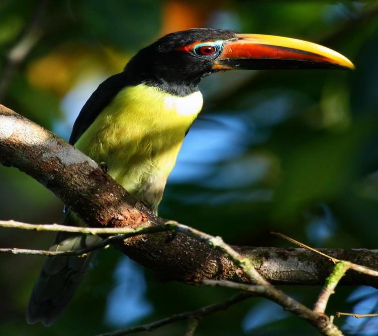 The Aztecs would perform rituals worshiping the Toucans, believing that because their beak was created from rainbows and the gods would grant them rain.
