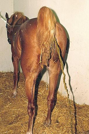 Case report: Acute Diarrhea in an Adult Horse Watery diarrhea is a serious problem in the adult horse.