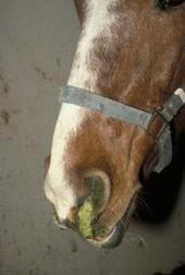 You stopped in at the barn to visit with your horse after work and notice that he is stretching out his neck and has a large amount of green/tan discharge coming out of both nostrils.
