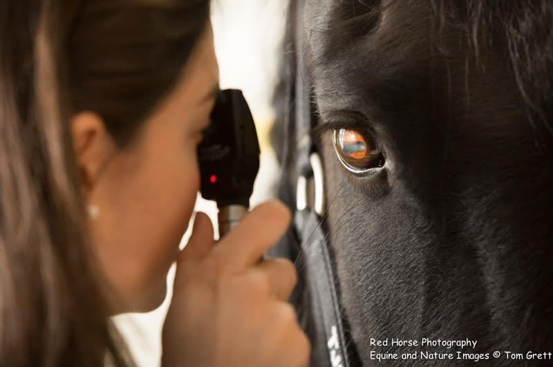The Annual Physical Exam Page Dental and Ocular (eye) Exam as part of the Annual Physical...annual physical examinations are an important component to the overall wellness status of your horse.