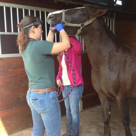 These exams aid your veterinarian in determining your horse s baseline health parameters and in monitoring any changes that occur in the future.