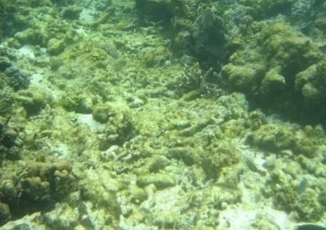 Wavelenght (nm) Coral