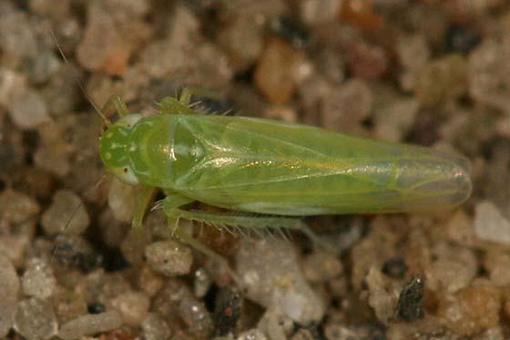Potato Leafhoppers are small (average size of adults is about 3 mm long), pale lime-green, wedge-shaped insects. They have mostly white eyes, with white markings between the eyes.