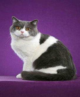 British Shorthair Standard of Points (BSH) Scale of Points Self Coloured Non-Self ( Patterned) Head and Ears 20 Head and Ears 25 Eyes 10 Eyes 10 Body, legs & paws 25 Body, legs & paws 20 Tail 10 Tail