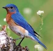 M A\\ Audubon Chapter of Minneapolis Trail Guide Our Eastern Bluebird is experiencing a changing world. We, the people, are partly responsible for this regrettable situation.