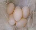 Eggs are white with fine brown speckles.