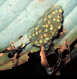 certain Metamorphosing frogs may be poor at