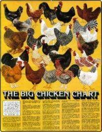 Chicken Breeds Rhode Island Reds Silver Wyandottes Barred Rocks Dominiques Good Layers