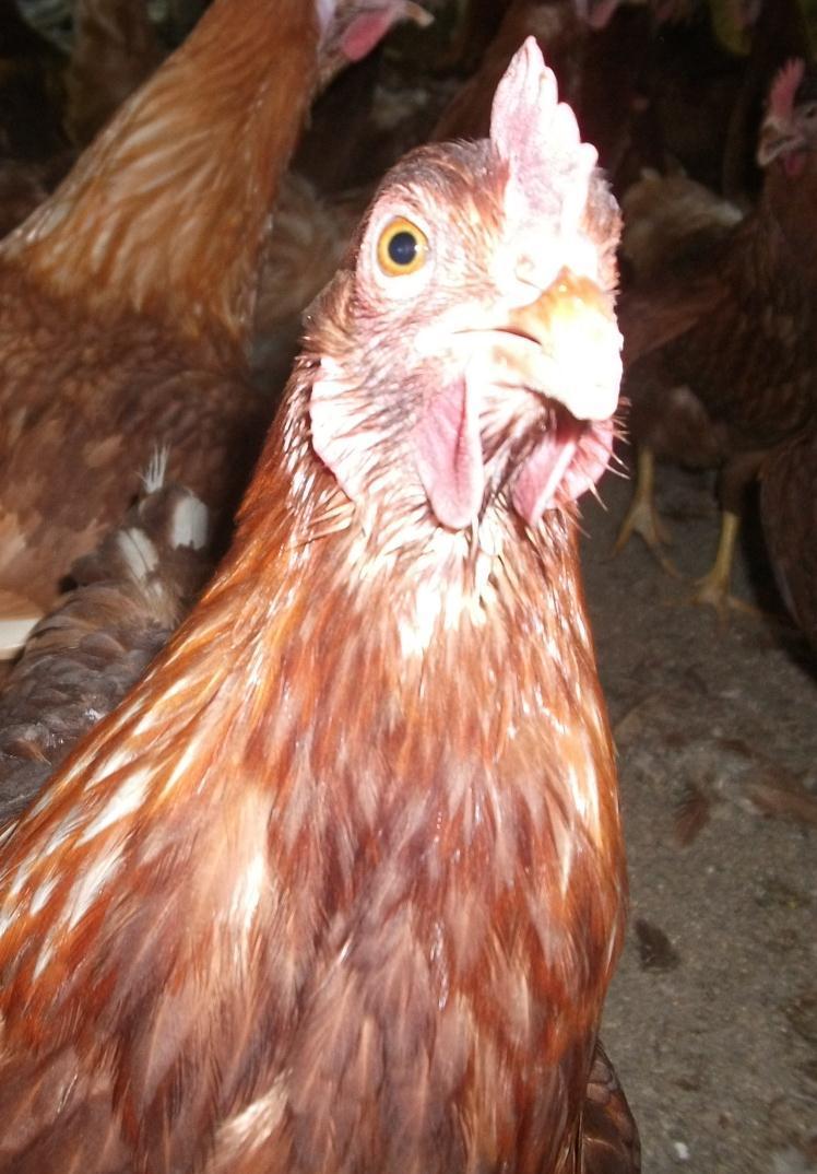 Ready to Lay Pullets Order 7 8 months in advance.