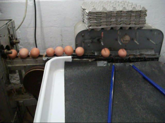 Egg Grader Jumbo,
