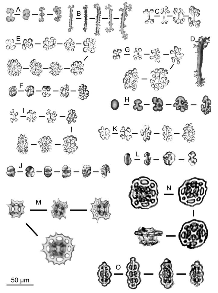 Figure 2. Ossicle micrographs of collected specimens. A: Actinopyga mauritiana (UF11392): rosettes from dorsal bodywall, B: A. mauritiana (UF11392): rods from dorsal bodywall, C: A. sp. (YAP-SK-049): rosettes from dorsal bodywall, D: A.