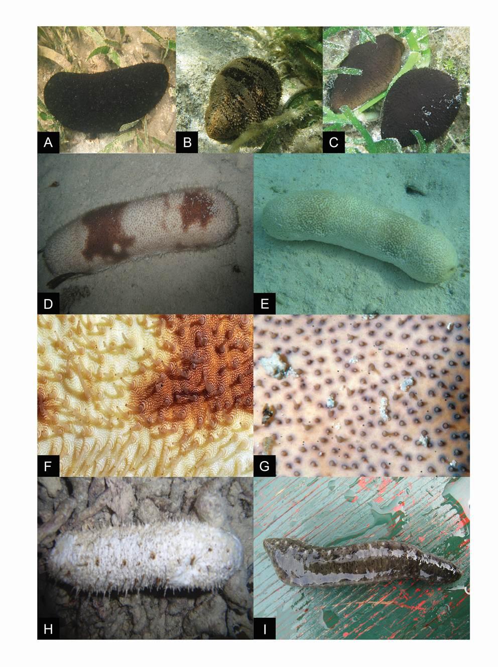Figure 3. Conspicuous color patterns of selected new records including potential new species. A: Actinopyga?palauensis, B: Actinopyga sp., C: A. sp., D: Bohadschia koellikeri, E: B.