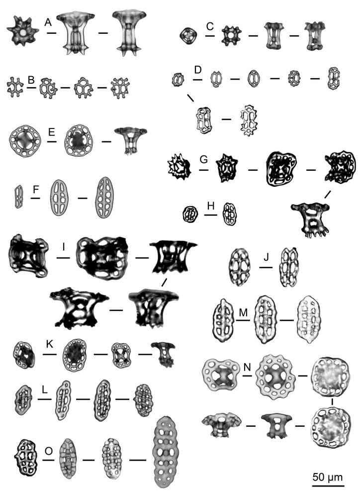 Figure 4. Ossicle micrographs of collected specimens. A: Holothuria (Halodeima) atra (UF11402): tables from dorsal bodywall, B: H. (Halodeima) atra (UF11402): rosettes from bodywall, C: H.