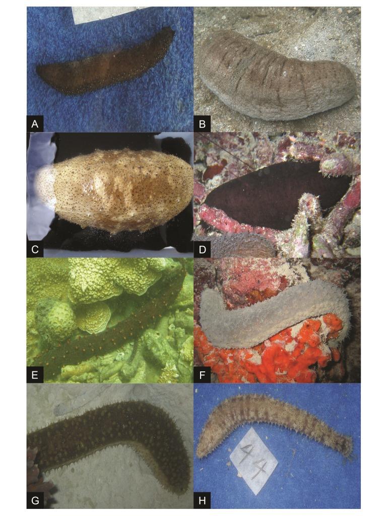 Figure 5. Conspicuous color patterns of selected new records including potential new species. A: Holothuria (Mertensiothuria) leucospilota, B: H. (Metriatyla)?lessoni, C: H.