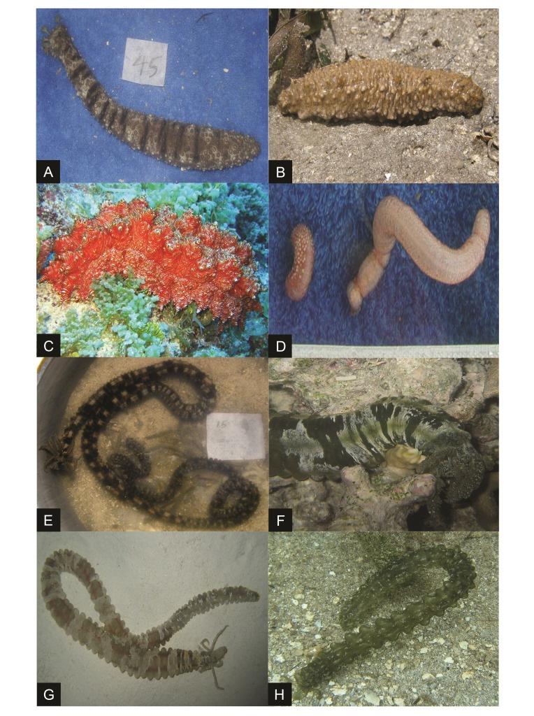 Figure 7. Conspicuous color patterns of selected new records including potential new species.