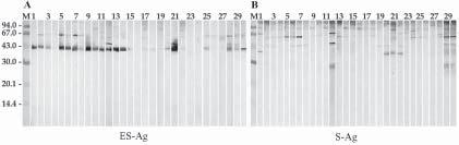 S-Ag was the most immunoreactive extract and also showed more homogeneous absorbance values among the studied sera than the ES-Ag. Regarding the sera from dogs naturally infected with E.