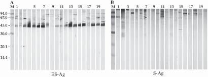 DISCUSSION Excretory-secretory products from scoleces and adults of E. granulosus have been previously assayed as an antigenic source for immunodiagnosis of canine echino- Fig.
