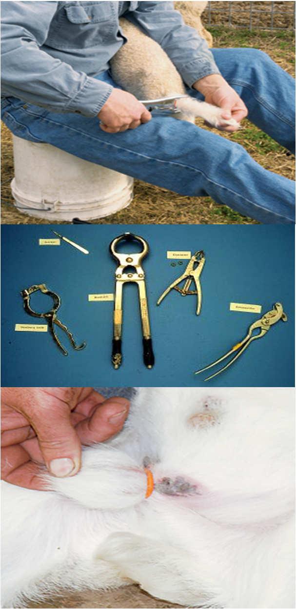 Castration & Tail Docking: Animal Welfare Implications FAWC1994: tail docking and castration without anaesthesia or analgesia painful mutilations FAWC 2008: scale substantial, suffering potential