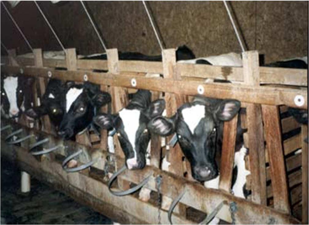 Intensive Farming Veal Production calves taken from their mothers 2 ft.