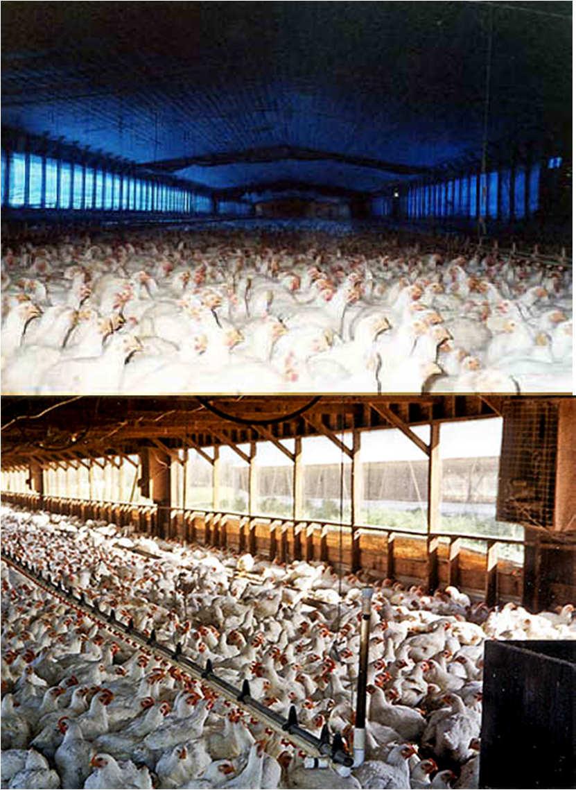 Welfare at Poultry Farms Inside large buildings Social and behavioural needs largely ignored Unnatural fast growth Ready in 5-6 weeks Crammed, unable to