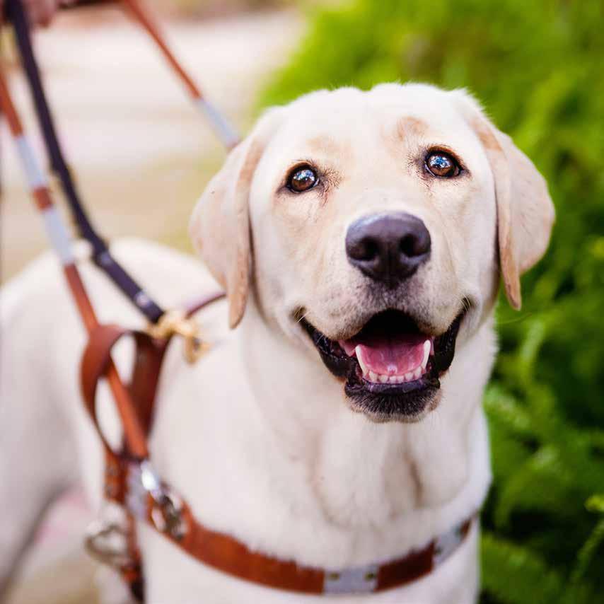 GUIDE DOG UNIVERSITY Dog Scholarship Supports the formal harness training and education of a dog in our Guide Dog University program.