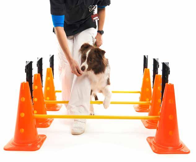 Use idoors or outdoors Height of jumpig bar adjusts i 5 cm icremets from 5-75 cm Perfect for easy rehabilitatio or more challegig agility traiig Lightweight for o-the-go portability Perfect for easy