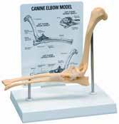 KRUUSE I Rehabilitatio Equipmet KRUUSE Rehab Aatomical Model, Cubitus (Elbow) Healthy left elbow of average size dog icludes: humerus, radius ad ula